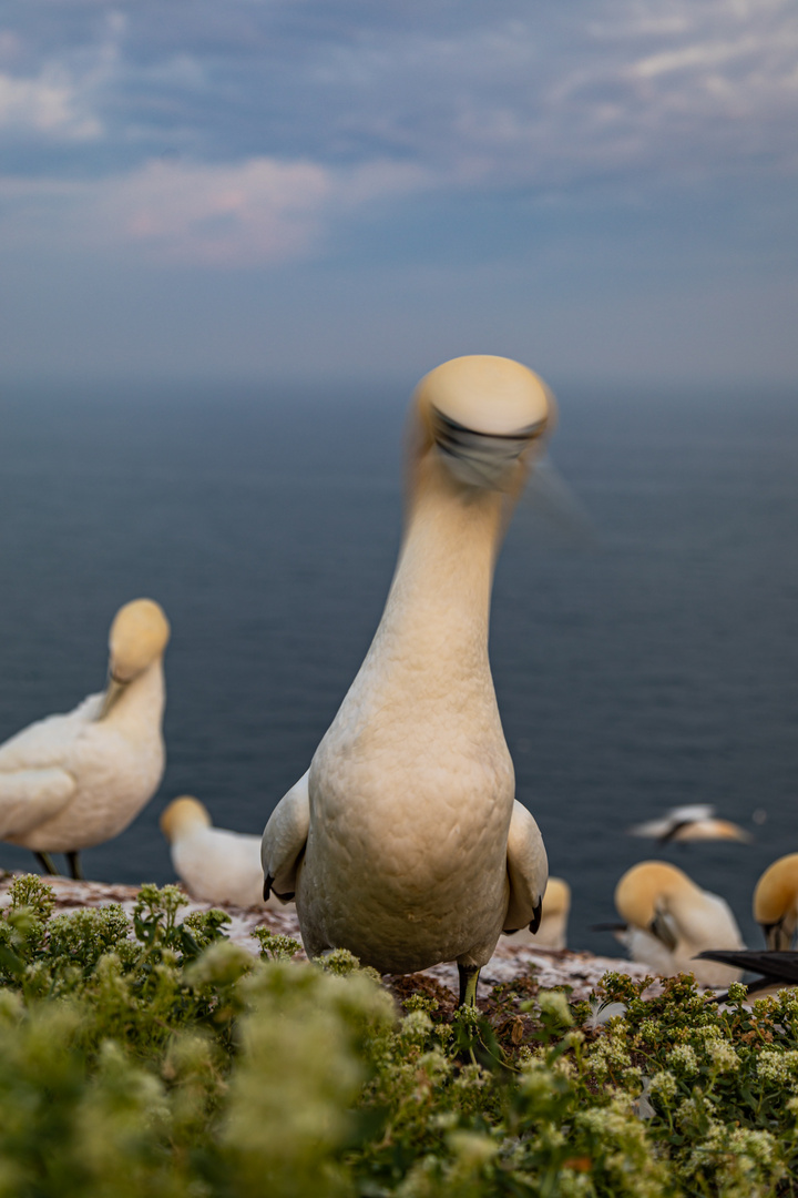 helgoland 