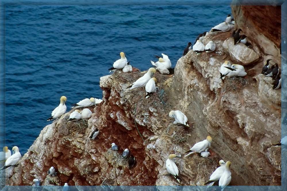 Helgoland! Der Lummenfelsen.