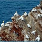 Helgoland! Der Lummenfelsen.