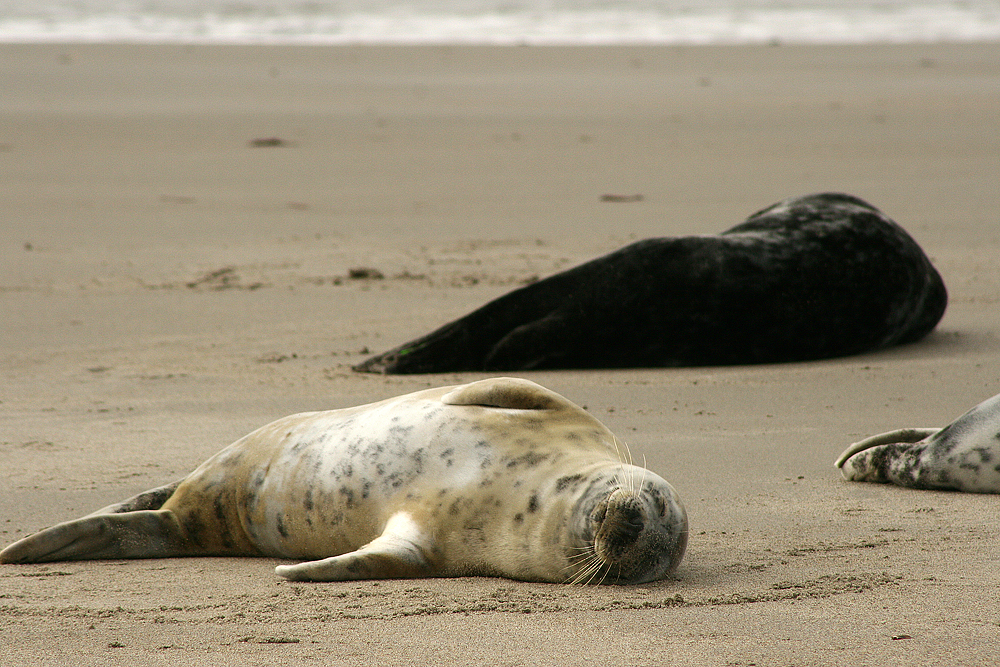 Helgoland Düne 02