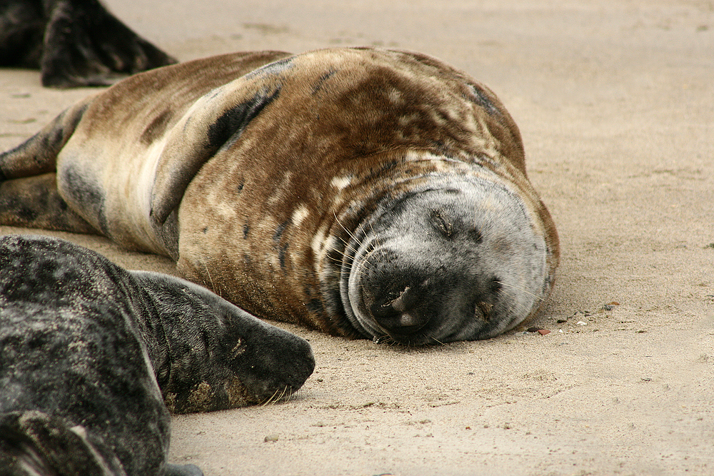 Helgoland Düne 03