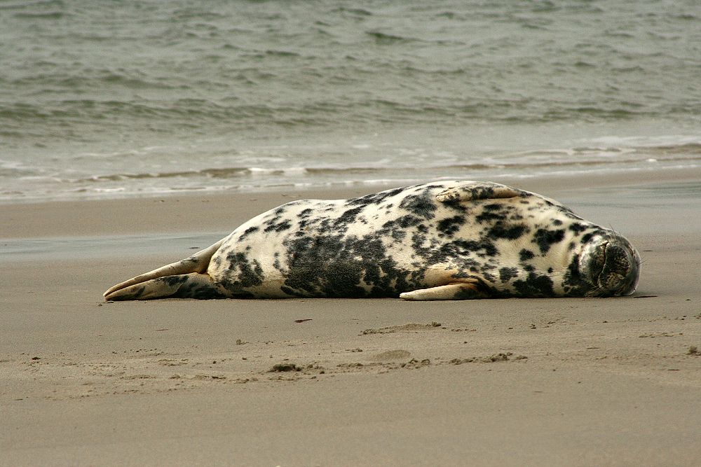 Helgoland Düne 04