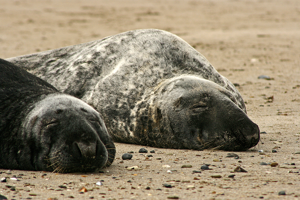 Helgoland Düne 05