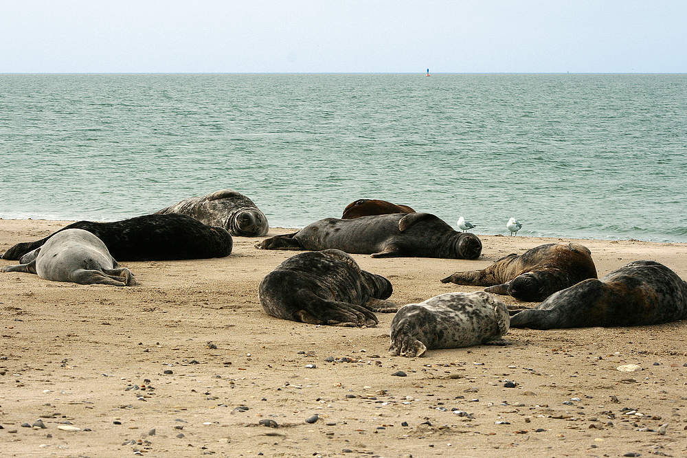 Helgoland Düne 06