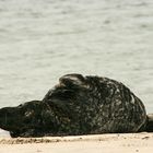 Helgoland Düne 08