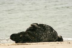 Helgoland Düne 08