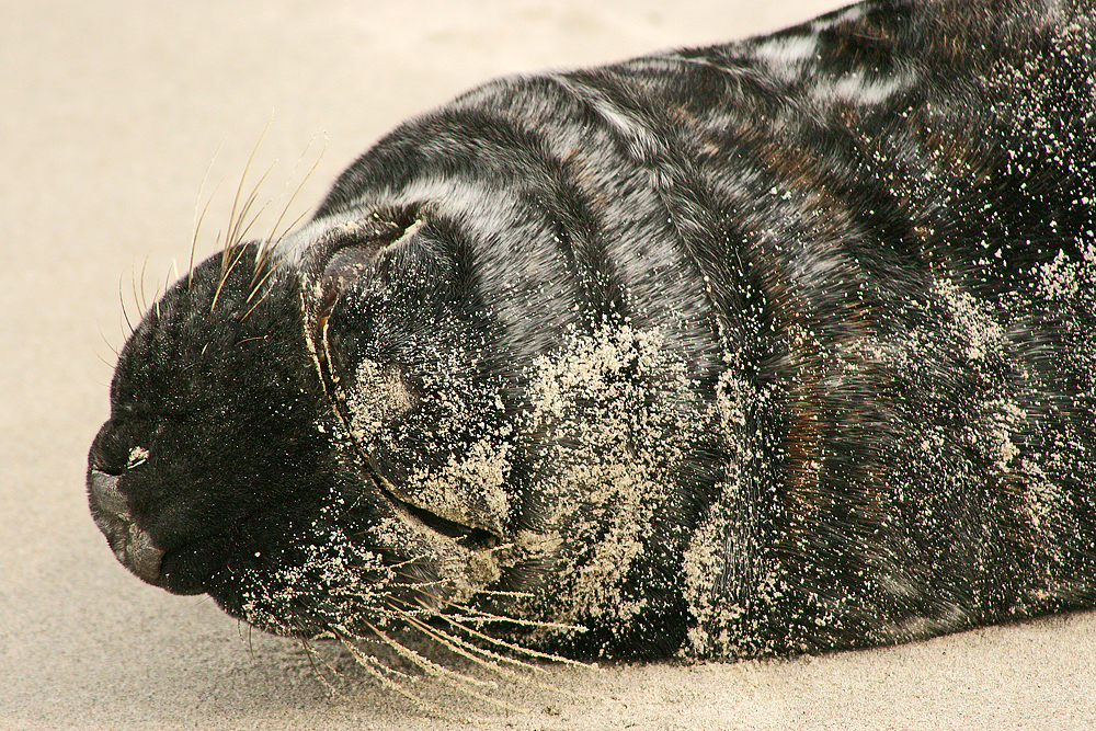 Helgoland Düne 12