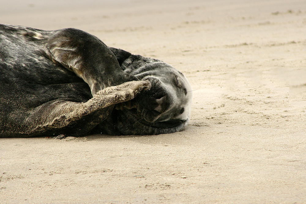 Helgoland Düne 13