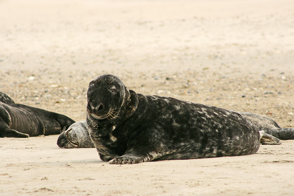 Helgoland Düne 15