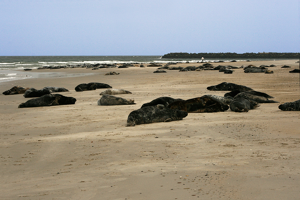 Helgoland Düne 16