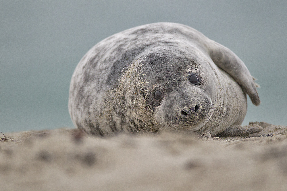 Helgoland Düne 5.01.2013