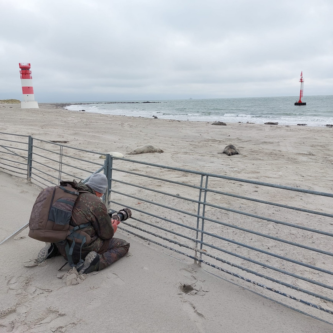 Helgoland - Düne - Absperrung 