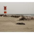 Helgoland-Düne mit Robbe und Leuchtturm