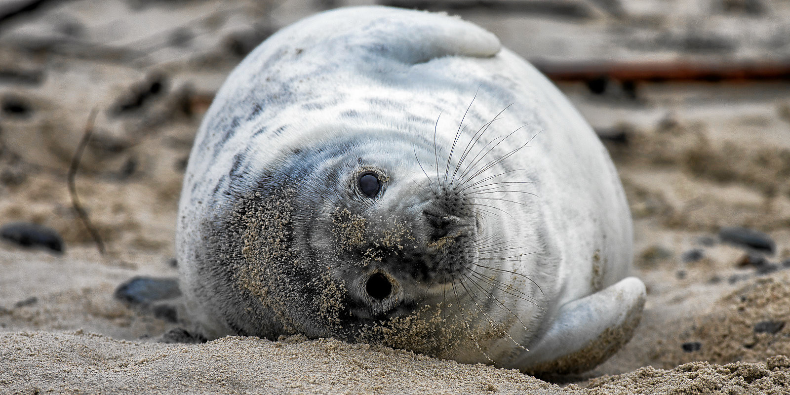 Helgoland (Düne)2011