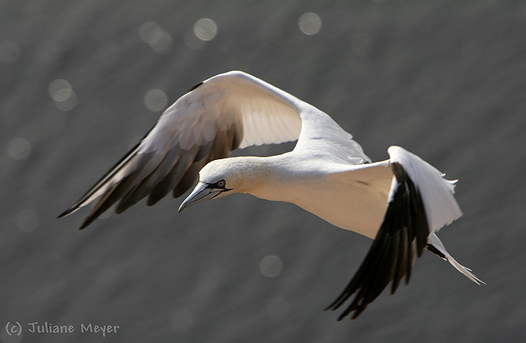 Helgoland eben....