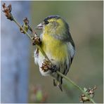 Helgoland eine Reise wert (1) - Erlenzeisig - Carduelis spinus