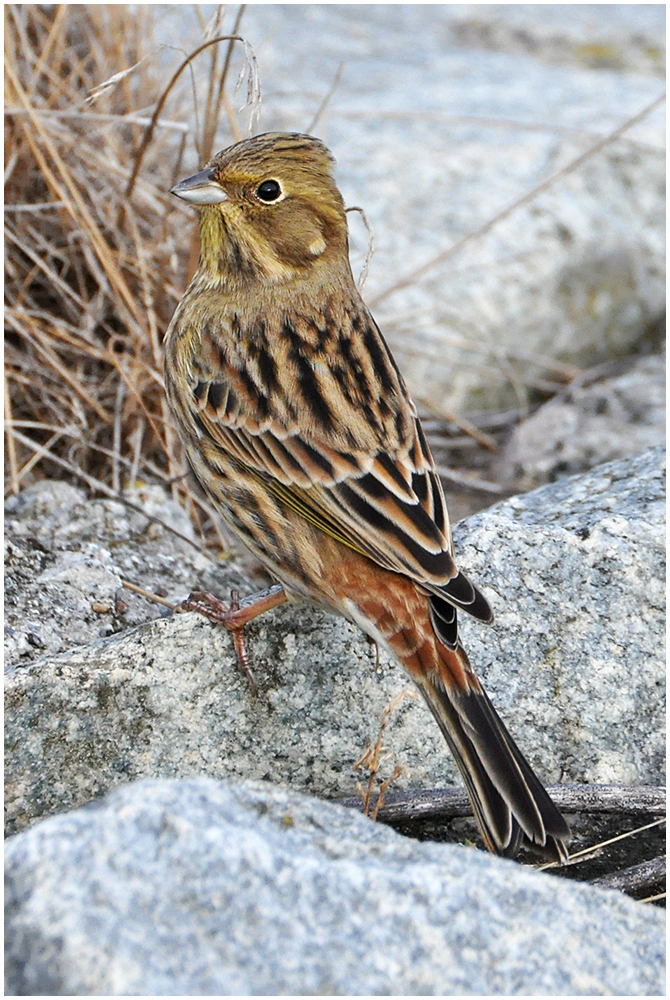 Helgoland eine Reise wert (12) - Goldammer - Emberiza citrinella