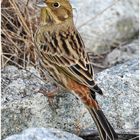 Helgoland eine Reise wert (12) - Goldammer - Emberiza citrinella