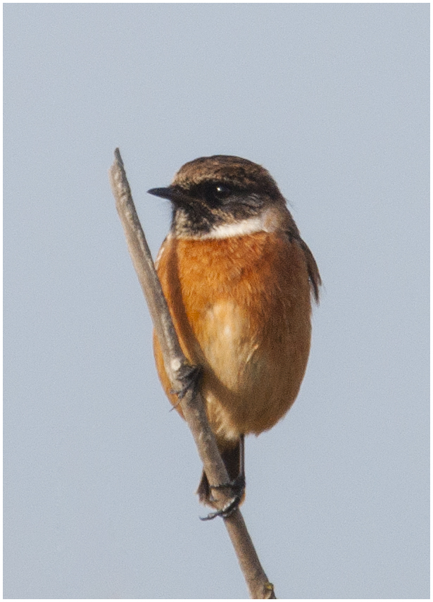 Helgoland eine Reise wert (13) - Schwarzkehlchen - Saxicola rubicola