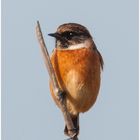 Helgoland eine Reise wert (13) - Schwarzkehlchen - Saxicola rubicola