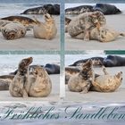 Helgoland eine Reise wert (16) - Kegelrobben - Halichoerus grypus