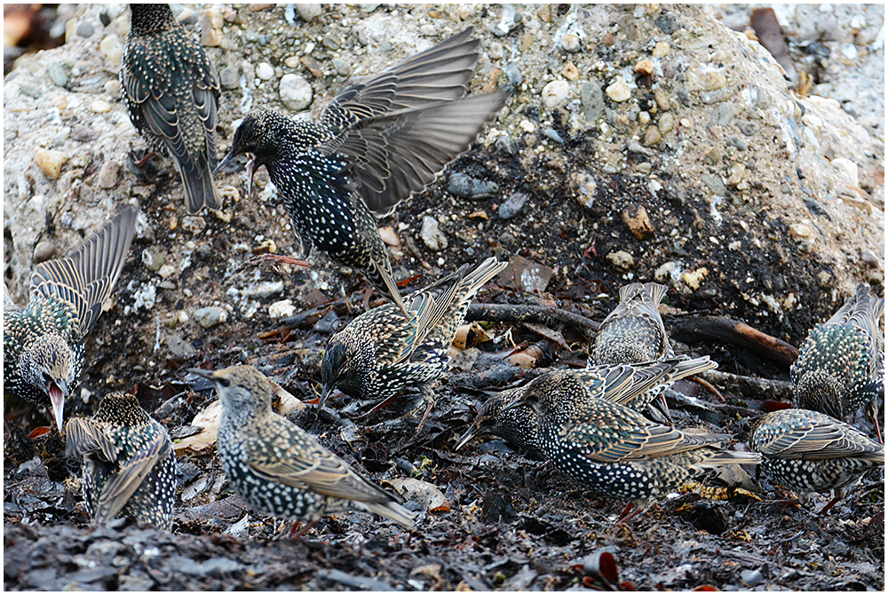 Helgoland eine Reise wert (17) - Sturnus vulgaris