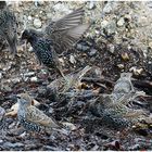 Helgoland eine Reise wert (17) - Sturnus vulgaris