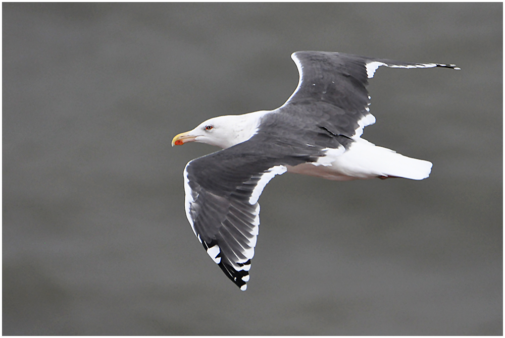 Helgoland eine Reise wert (18) - Silbermöwe - Larus argentatus)