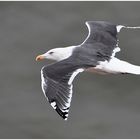 Helgoland eine Reise wert (18) - Silbermöwe - Larus argentatus)