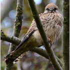 Helgoland eine Reise wert (19) - Falke - Falco tinnunculus