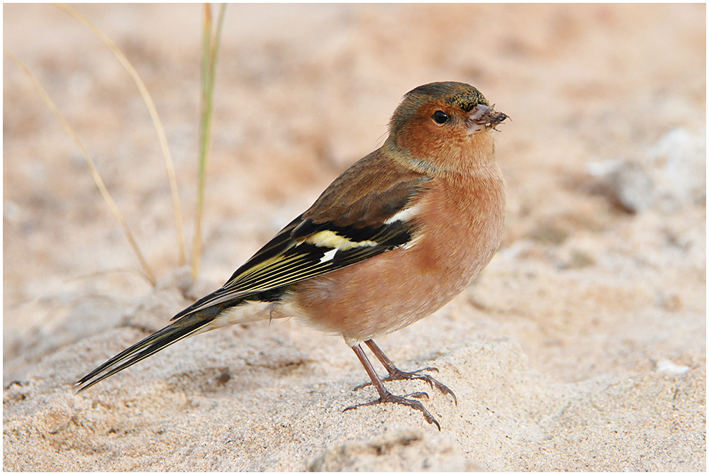  Helgoland eine Reise wert (2) - Buchfinkenhahn - Fringilla coelebs