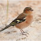  Helgoland eine Reise wert (2) - Buchfinkenhahn - Fringilla coelebs