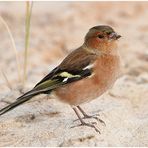  Helgoland eine Reise wert (2) - Buchfinkenhahn - Fringilla coelebs