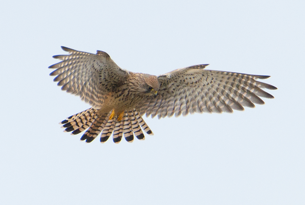  Helgoland eine Reise wert (3) - Turmfalke - Falco tinnunculus