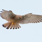  Helgoland eine Reise wert (3) - Turmfalke - Falco tinnunculus