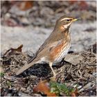 Helgoland eine Reise wert (5) - Rotdrossel - Turdus iliacus