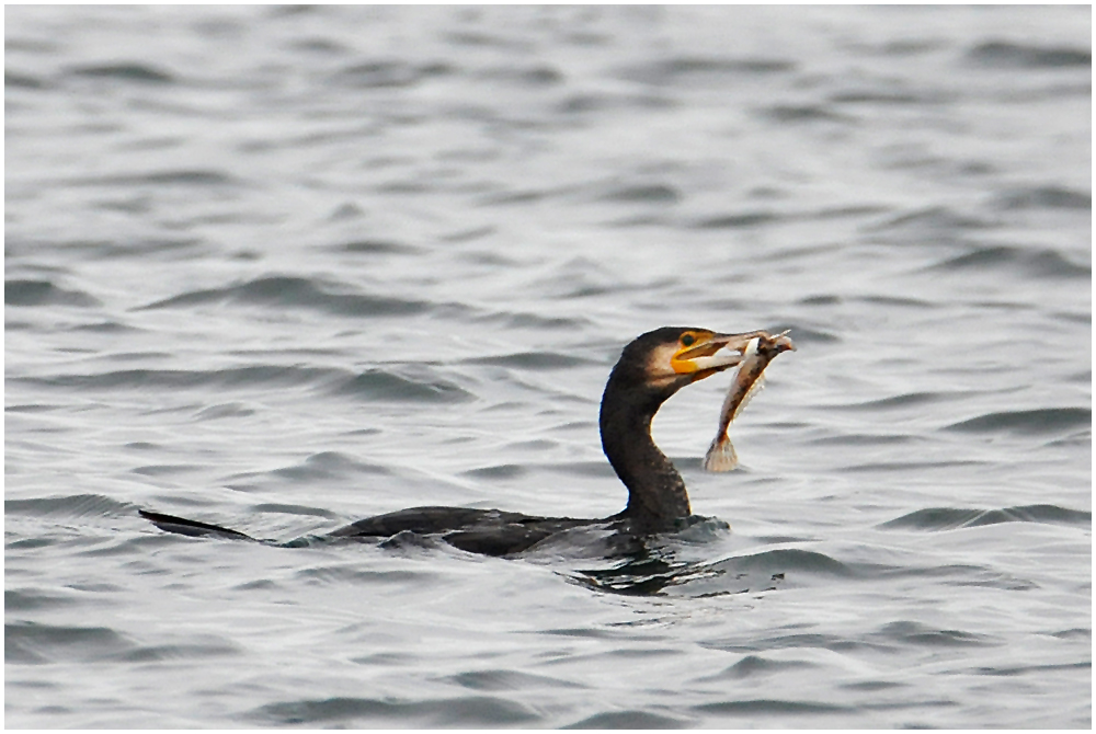 Helgoland eine Reise wert (7) - Kormoran - Phalacrocorax carbo