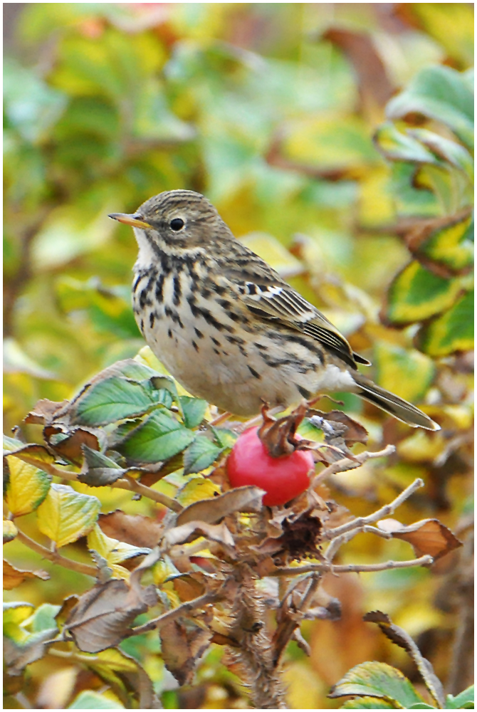 Helgoland eine Reise wert (8) - Wiesenpieper - Anthus pratensis