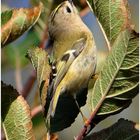 Helgoland eine Reise wert (9) - Wintergoldhähnchen - Regulus regulus