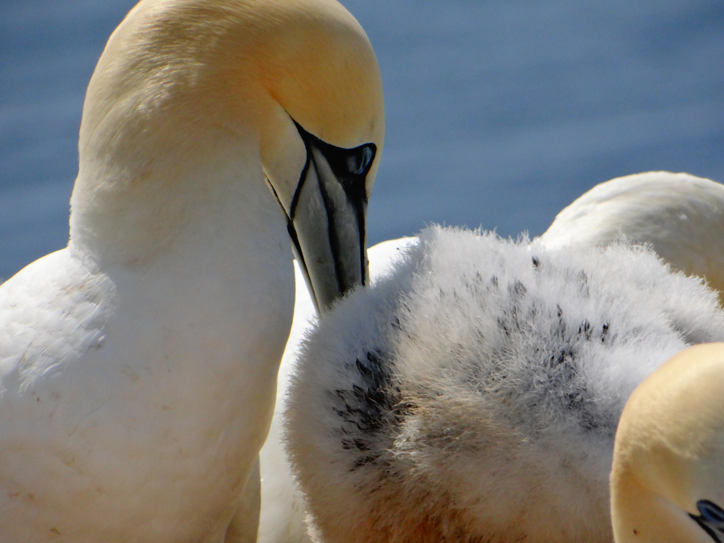 Helgoland Expedition