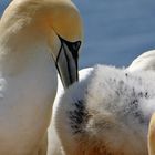 Helgoland Expedition