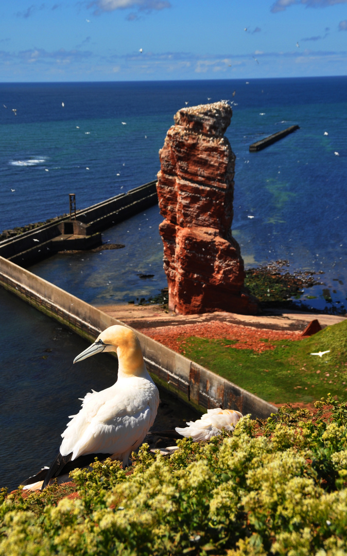 Helgoland ......