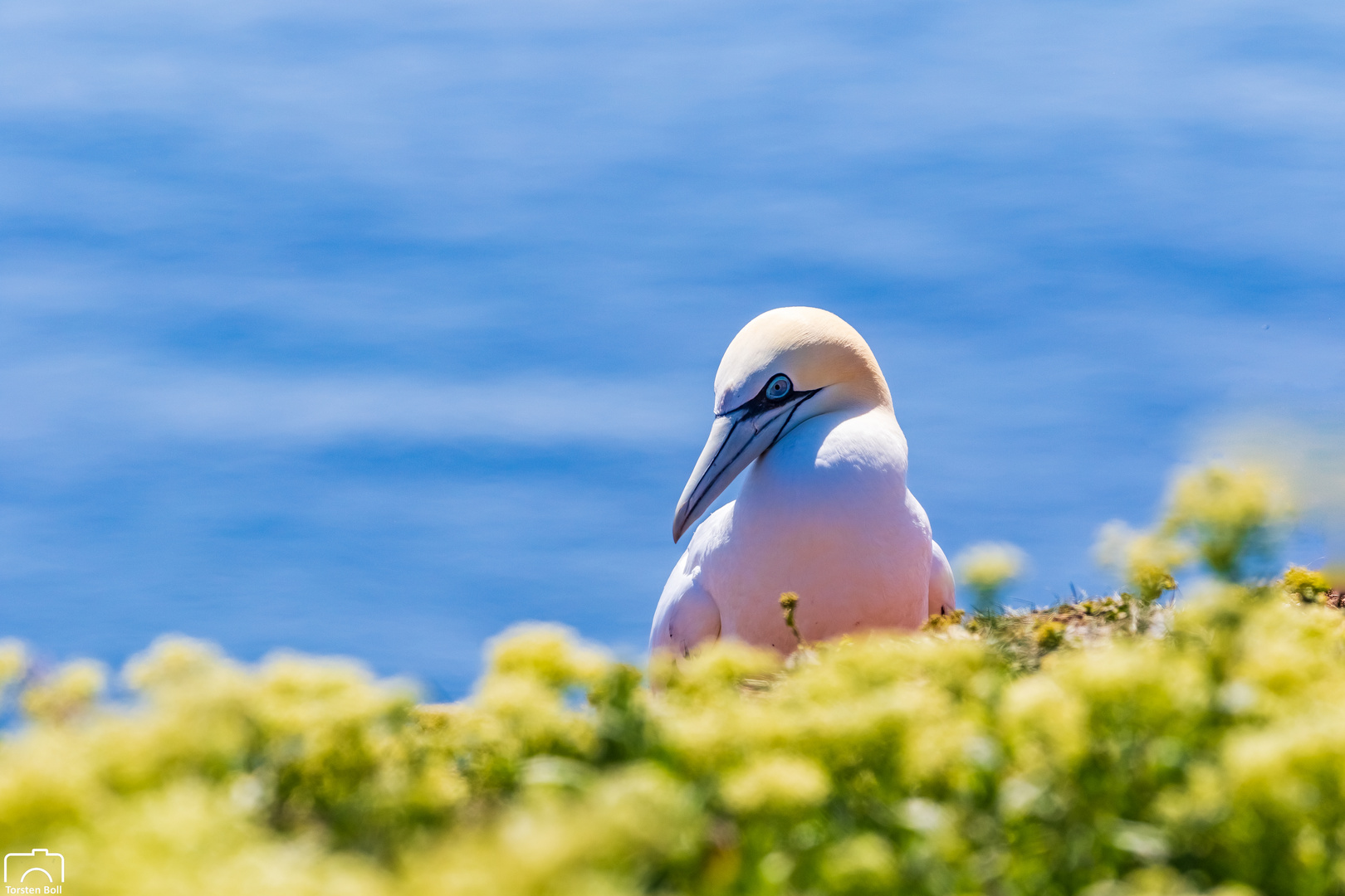 Helgoland