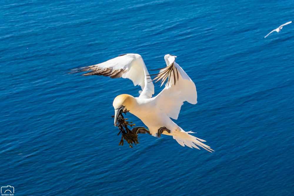 Helgoland