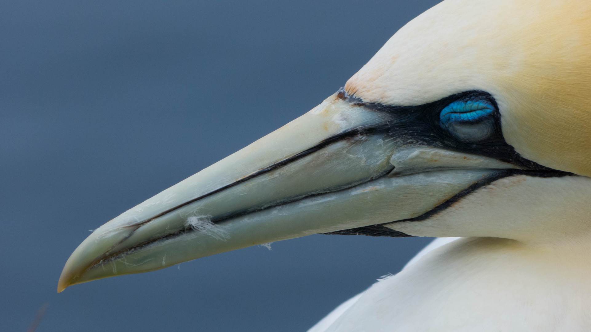 Helgoland