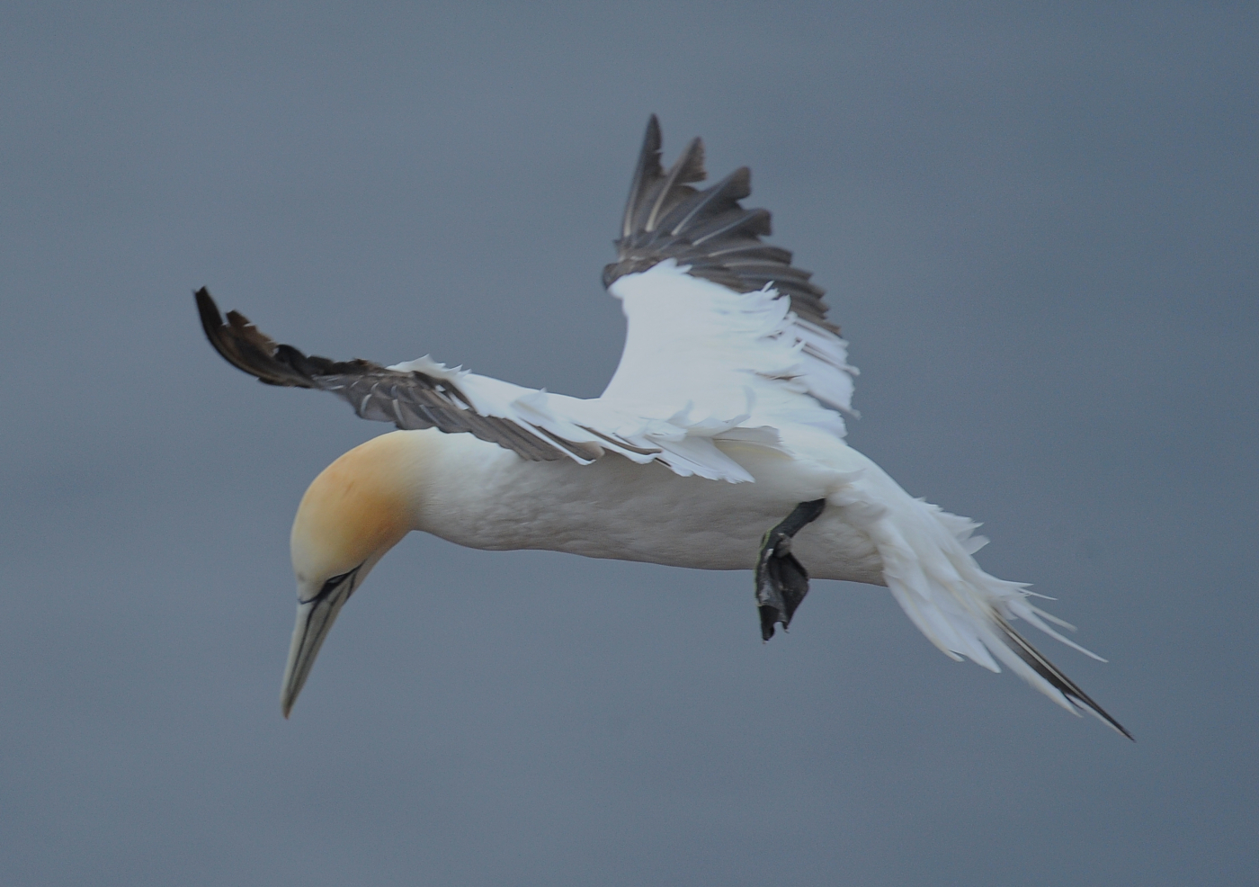 Helgoland Flug 1_Basstölpel