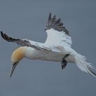 Helgoland Flug 1_Basstölpel