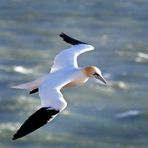Helgoland Fototour - Natur- und Vogelschutzgebiet Lummenfelsen - Basstölpel