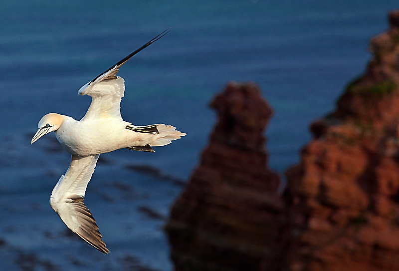 Helgoland Fototour Naturfotografie - Basstölpel - Steilküste