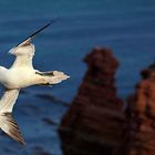 Helgoland Fototour Naturfotografie - Basstölpel - Steilküste